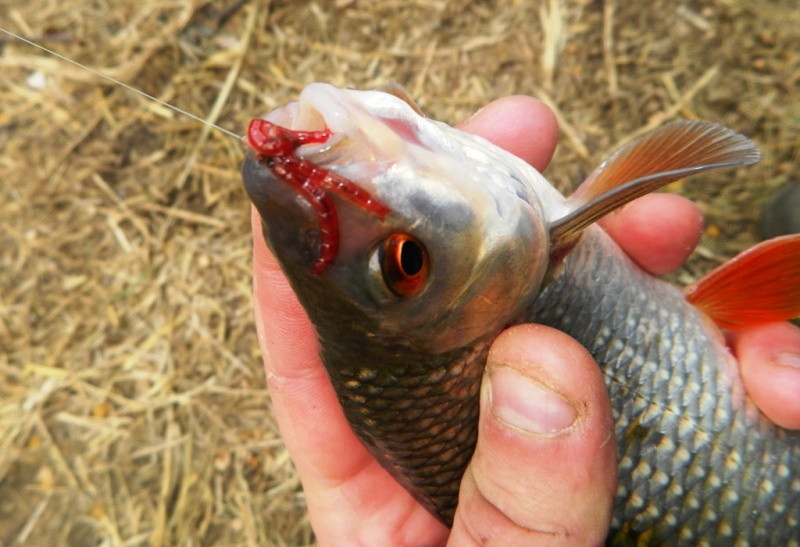 dscn6728.jpg