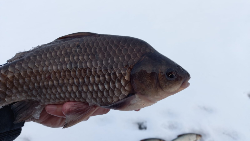 Зимняя рыбалка на карася: как ловить карася зимой (видео)