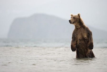 medved-voda.jpg