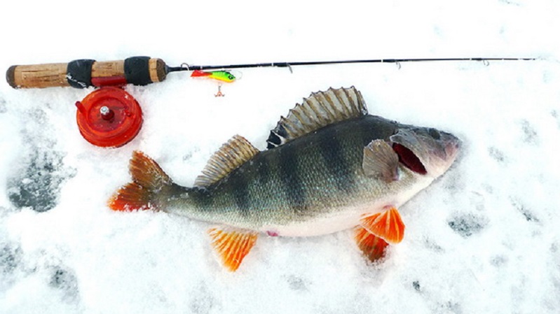 Зимние удочки для рыбалки на мормышку: фото, особенности выбора