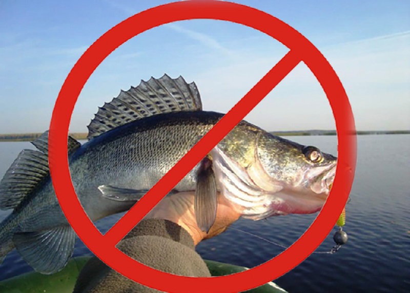 Сроки запрета на лов судака в 2026 году